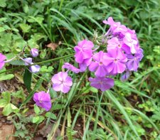 Wild Phlox
