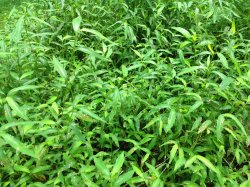 Grass