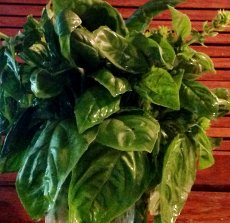 Sweet Basil